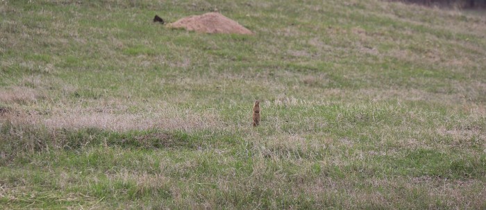 Spotting gophers when they're standing is not particularly challenging