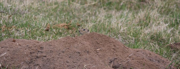 If you can spot the side profile of a gopher's head, you'll find lots more in the field.