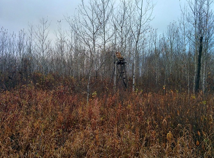 What Are You Hunting This Year?