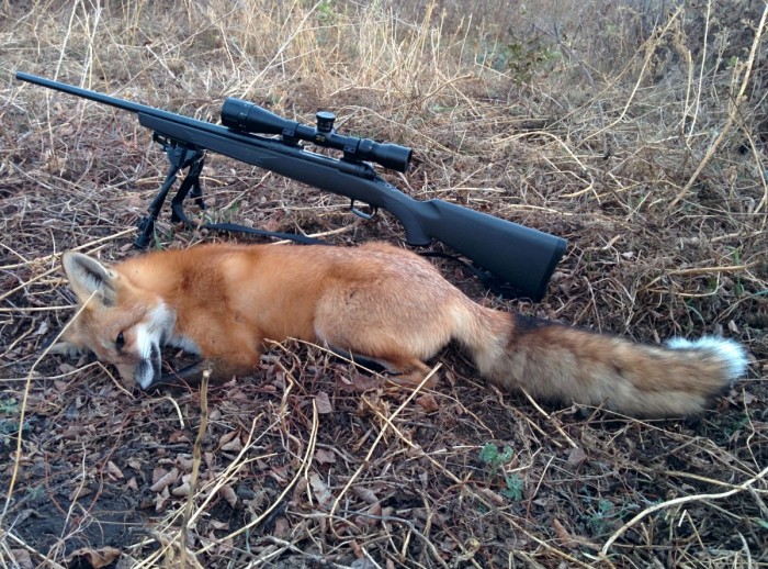 Game Cam Oct 2014 and a Bit of Varmint Hunting